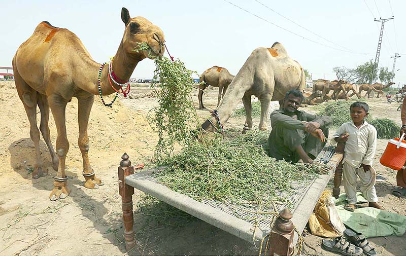 A vendor displaying the sacrificial camel to attract the customers at Hala Naka Road in connection with upcoming Eid ul Adha