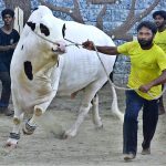 A vendor walking with sacrificial animal to attract the customers at cattle farm in connection with upcoming Eidul Adha
