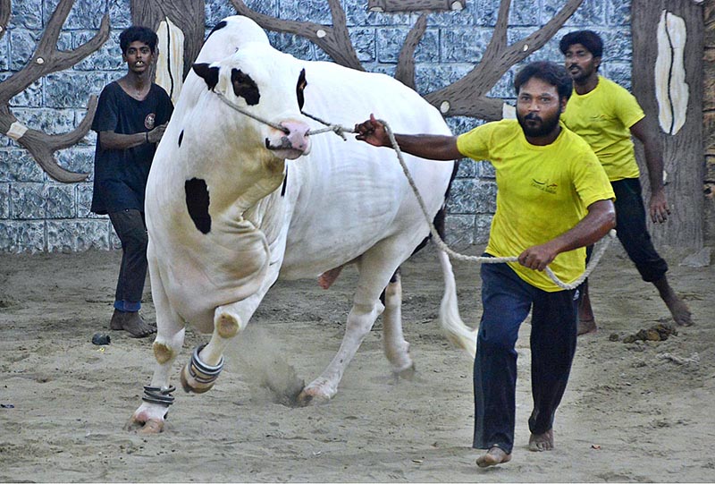 A vendor walking with sacrificial animal to attract the customers at cattle farm in connection with upcoming Eidul Adha