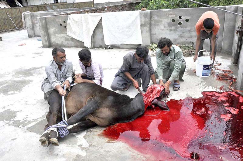 Butchers are cutting meat into pieces after sacrificing animals on the 2nd day of Eid Ul Azha at I-9.