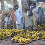 Traders selling seasonal fruit bananas to the vendors at the Fruit Market