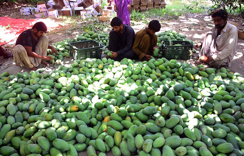 Labourers collecting mangoes from orchard for packing to deliver it the fruit market at Tando Jam