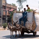 A donkey cart holder on the way heavily loaded with chaff (husk from wheat) for selling in the market