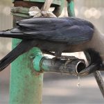 A crow struggling to drink water from the tap
