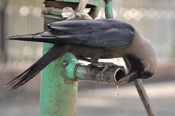 A crow struggling to drink water from the tap