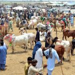 Vendors displaying the sacrificial animals to attract the customers at sacrificial animals market at Hatri bypass area in connection with upcoming Eidul Adha