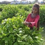 A former girl plucking flower at the field area