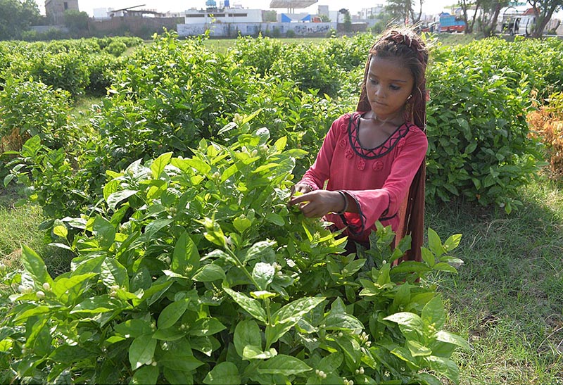 A former girl plucking flower at the field area