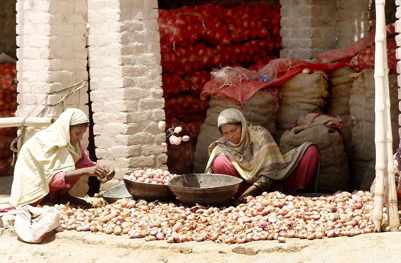 Women are busy sorting good quality onions at the vegetable Market