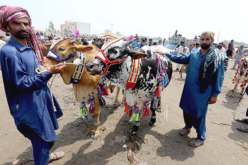 Vendors selling sacrificial animals at Animal Market Hathri Bypass in connection with upcoming Eid ul Azha