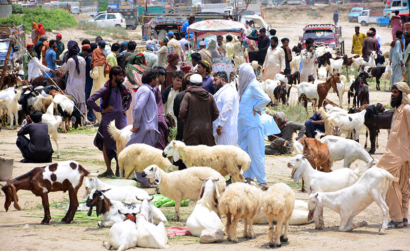 Vendors displaying the sacrificial animals to attract the customers at sacrificial animals market at Hatri bypass area in connection with upcoming Eidul Adha