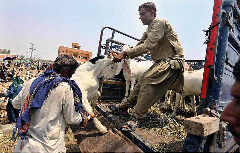 A vendor walking with sacrificial animal to attract the customers at cattle farm in connection with upcoming Eidul Adha