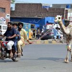 A view of motorcyclist on the way after purchasing camel from animal market at Samundri Road in connection with Eid ul Azha.