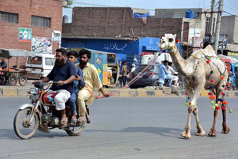 A view of motorcyclist on the way after purchasing camel from animal market at Samundri Road in connection with Eid ul Azha.