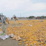 Labourers unloading sacks of corn and spreading them for drying purposes near Head Muhammad Wala