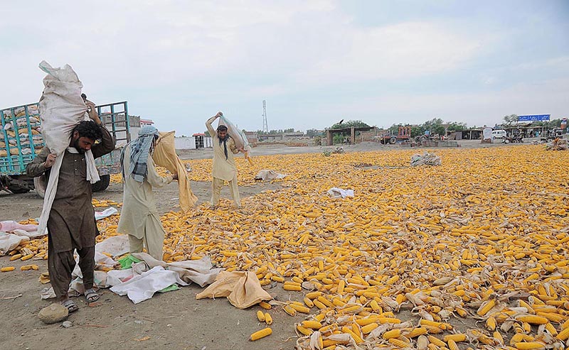 Labourers unloading sacks of corn and spreading them for drying purposes near Head Muhammad Wala
