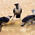 Thirsty crow’s drinking water to fulfill thirst from clay made pot during hot day in the city