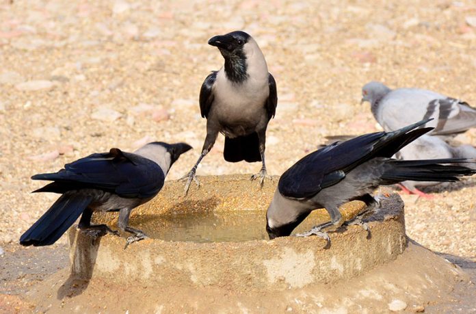 Thirsty crow’s drinking water to fulfill thirst from clay made pot during hot day in the city