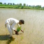 A farmer busy in seedling rice crop in his field along Faisalabad Road