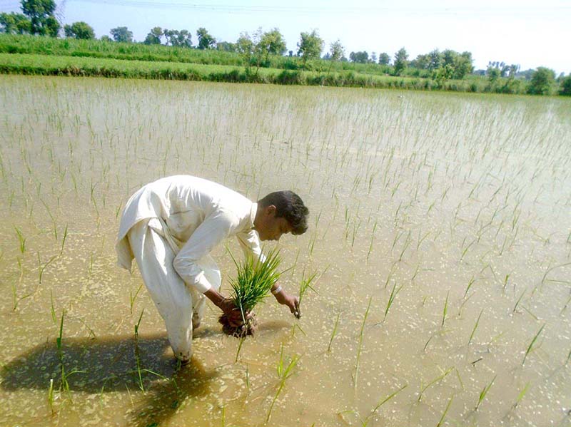 A farmer busy in seedling rice crop in his field along Faisalabad Road