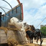 Vendors unloading sacrificial animals from truck at Latifabad Market in connection with upcoming Eid ul Azha