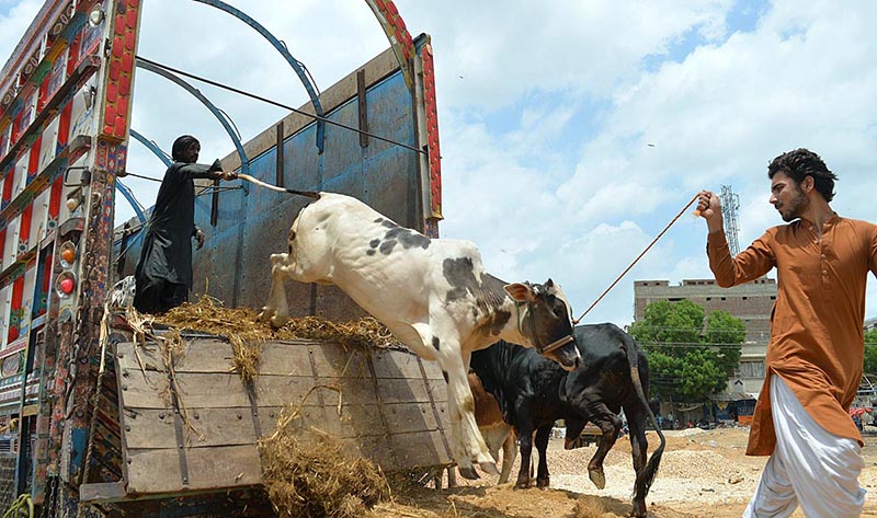 Vendors unloading sacrificial animals from truck at Latifabad Market in connection with upcoming Eid ul Azha