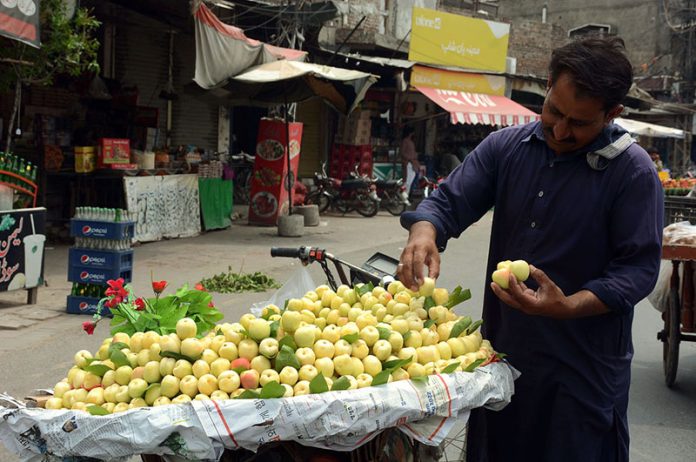 A vendor displaying seasonal fruit (apricot) to attract the customers while shuttling on the road