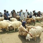 Vendors selling sacrificial animals at Animal Market Hathri Bypass in connection with upcoming Eid ul Azha