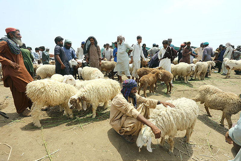 Vendors selling sacrificial animals at Animal Market Hathri Bypass in connection with upcoming Eid ul Azha