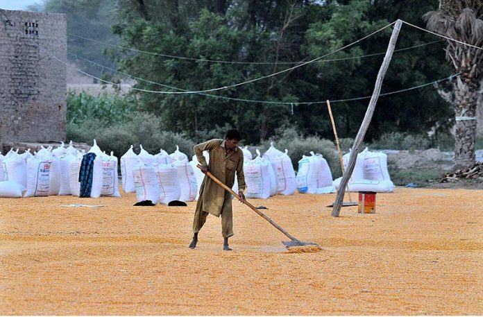 A laborer busy in spreading corn seeds for drying purpose in his field