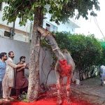 Butcher busy in slaughtering camel on the first day of Eid-ul-Azha in Provincial Capital