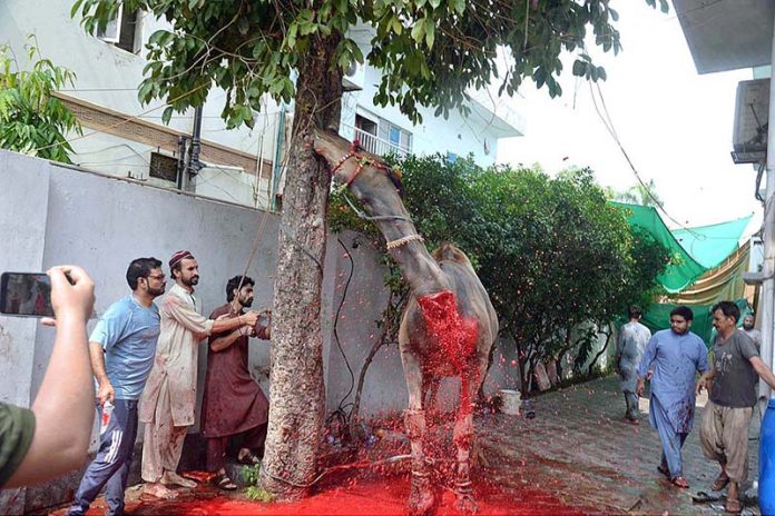 Butcher busy in slaughtering camel on the first day of Eid-ul-Azha in Provincial Capital
