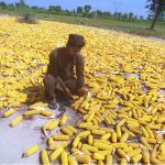 A farmer spreading corn for drying purpose