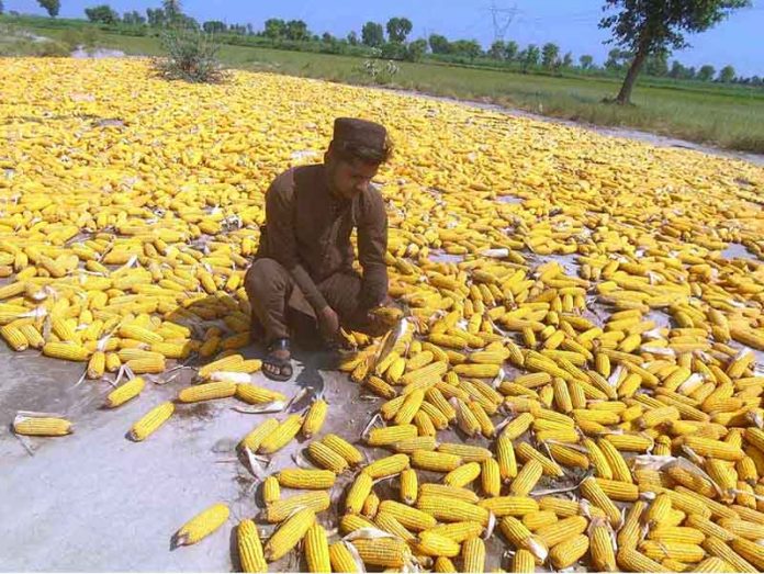 A farmer spreading corn for drying purpose