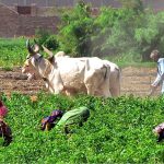 A farmer leveling and ploughing field in a traditional way before the next crop by the help of bulls at the outskirts of the city