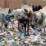 A herd of cows is foraging on discarded food items from a waste disposal site at Site Area