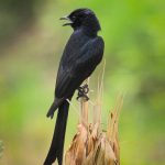 A black drongo rests on a plant during the sweltering heat