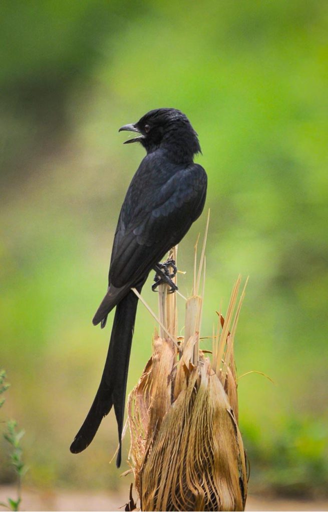 A black drongo rests on a plant during the sweltering heat