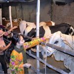 Children touching a sacrificial animal with affection displayed by vendors to attract the customers at cattle farm