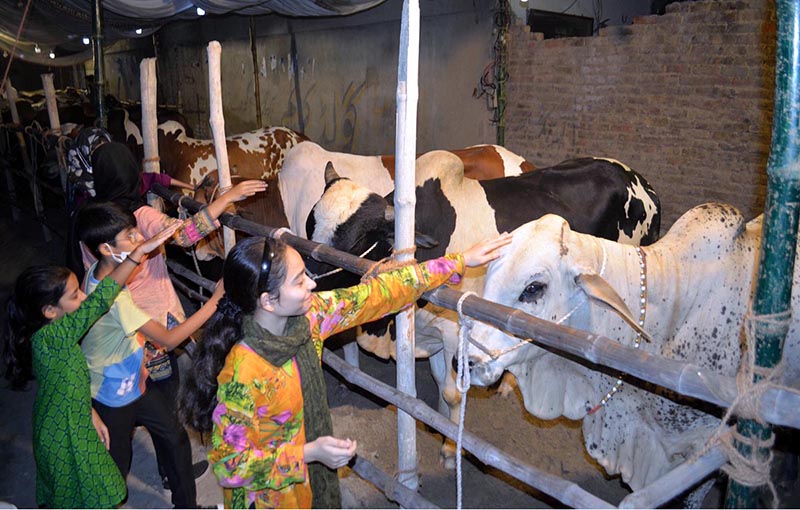 Children touching a sacrificial animal with affection displayed by vendors to attract the customers at cattle farm
