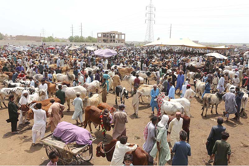 Vendors selling sacrificial animals at Animal Market Hathri Bypass in connection with upcoming Eid ul Azha