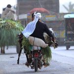 A person carrying sacrificial animal while sitting on the rear seat of the motorcycle after purchasing from Cattle Market