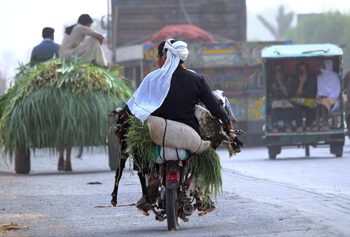 A person carrying sacrificial animal while sitting on the rear seat of the motorcycle after purchasing from Cattle Market