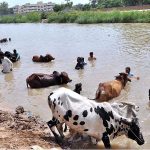 Vendors giving bath to sacrificial animals in canal during hot weather in the city
