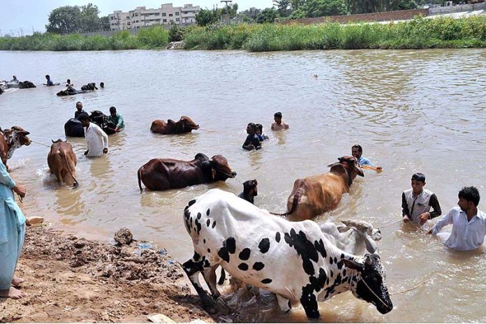 Vendors giving bath to sacrificial animals in canal during hot weather in the city Vendors giving bath to sacrificial animals in canal during hot weather in the city