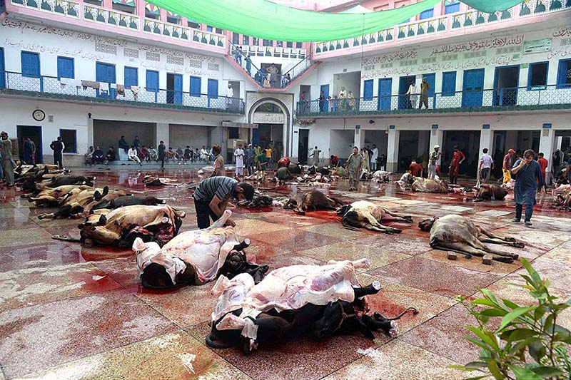 Butcher busy in slaughtering camel on the first day of Eid-ul-Azha in Provincial Capital
