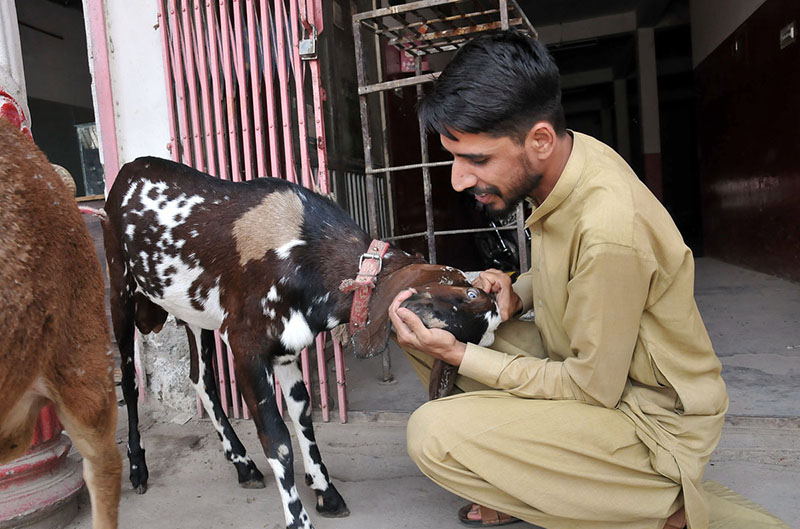 Vendor displaying the sacrificial animals to attract the customers at Ghori town