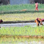 Women farmers bus in seedling the rice crop in their field in the outskirts of the city