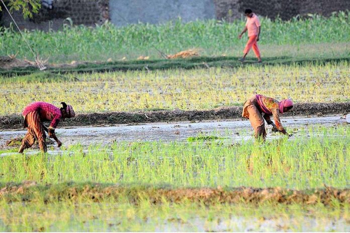 Women farmers bus in seedling the rice crop in their field in the outskirts of the city