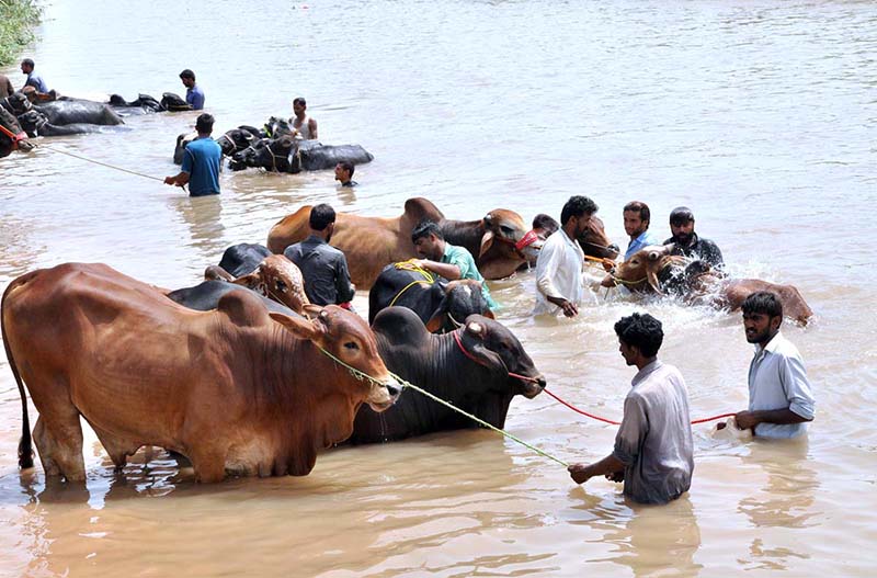 Vendors giving bath to sacrificial animals in canal during hot weather in the city